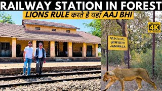 Railway Station In Gir National Park जहां Lions Rule करते है  Jamwala Station In Gir Forest [upl. by Elreath103]