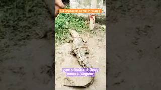 😱Big crocodile com in village ଗାଁ ଭିତରେ କୁମ୍ଭୀର Aaj ki raat song trending vairalvideo crocodile [upl. by Anidene]