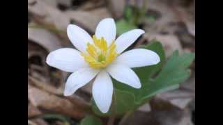 Plant portrait  Bloodroot Sanguinaria canadensis [upl. by Weitman211]