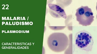 Plasmodium 22 Paludismo Malaria [upl. by Miah]