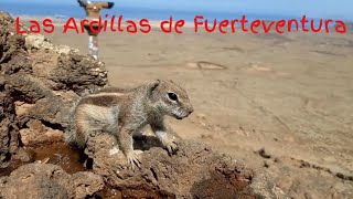 Las ardillas de FUERTEVENTURA 🐿 [upl. by Aleihs991]