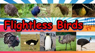 Learn about Flightless Birds Species with Pictures and Correct Pronunciation for Smart Kids Parents [upl. by Vida207]