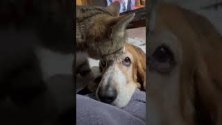 Historical kitty basset hound moment We have contact [upl. by Gherardo]