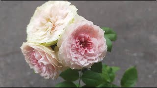 植物小知識67玫瑰（Rosa chinensis） 門廊絨球（Pompon Veranda） [upl. by Strohben]