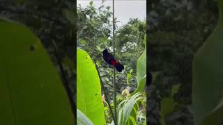 Bird Scarletrumped tanager Costa Rica 🇨🇷 [upl. by Eldreeda94]