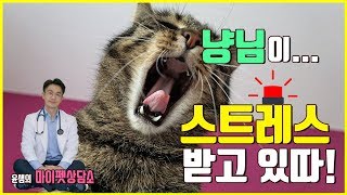 10화 고양이가 받는 스트레스 [upl. by Bee]