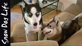 Husky playtime and puppy cant howl [upl. by Nairadal]