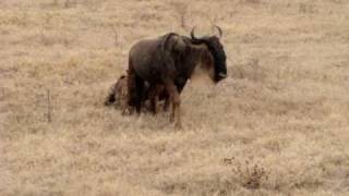 Hyena stalking wildebeest in open plains in Tanzania part 2 [upl. by Ereynihc]