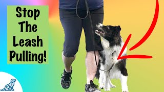 Loose Leash Walking Training  Professional Dog Training Tips [upl. by Yseulte]