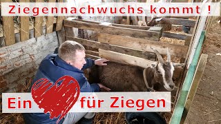 Ein Herz für Ziegen 🧐 Wo bleiben die Lämmer 🐐 [upl. by Eiduam818]