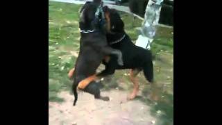 American bully vs Rottweiler [upl. by Brufsky841]