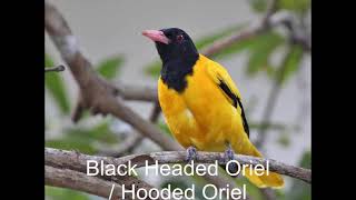 Black headedHooded Oriole call Sound  Yellow Bird Sound [upl. by Orman157]