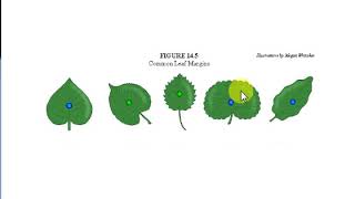 common leaf margins entire  serrate undulate dentate  crenate [upl. by Eelrihs]