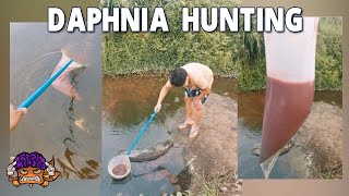 Daphnia Hunting [upl. by Hertha]