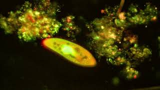 Paramecium caudatum stained with Acridine orange and viewed by Fluorescence microscopy [upl. by Gnouhc]