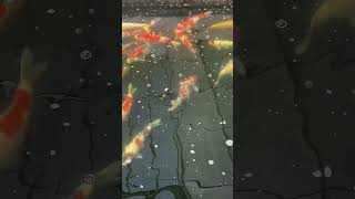 Takigawa and Tamaura Koi Farm GreysKoi nishikigoi koicarp koi japan viralvideo fish [upl. by Arin]