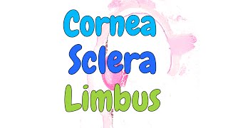 Cornea sclera and limbus  eye histology part 1 [upl. by Olegnalehcim]