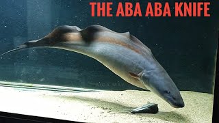 The Aba Aba Knifefish MASSIVE catfish feeder 11 inches Live feeding [upl. by Pradeep]