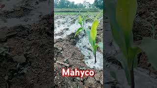 maize mahyco agriculturelife viralshorts kamareddy [upl. by Aneetsyrk]