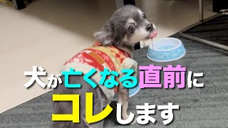 犬が亡くなる前に見せる７つの前兆 [upl. by Earased]