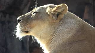 20231220 1222 天王寺動物園 ライオン ガオウ・モナカ・ルナ [upl. by Reinald]