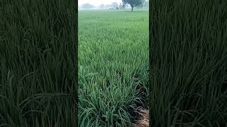 0 52 34 fertilizer।0 52 34 price।potash। पोटाश।potash price।potash। farming shortsvideo shorts [upl. by Eirruc]