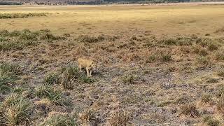 Lion Cubs in the Ngorongoro Crater [upl. by Bradski612]