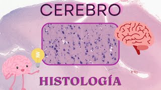 Histología de Cerebro [upl. by Ynahirb]