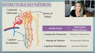 Fisiologia Renal Estrutura do Néfron [upl. by Ythomit]