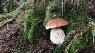 FUNGHI PORCINI UN OCCHIATA ALLA PINETA [upl. by Donella]