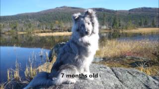 Sheltie Mios everyday life amp the beginning of his agility training 68 months old [upl. by Sanburn]