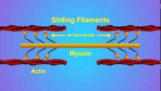 5 Details of ActinMyosin Crosslinking [upl. by Arehsat]