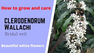 Clerodendrum wallichi Bridal veil Nodding clerodendron Beautiful white elegant dangling flowers [upl. by Anil733]