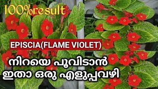 Episcia plant care malayalamepiscia care and propogation Flame violethanging plan care malayalam [upl. by Nanis254]