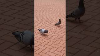 Pigeon courtship [upl. by Suoicul57]