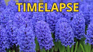 Hyacinth blooming TIME LAPSE [upl. by Akinna]