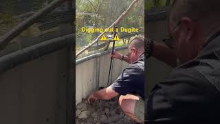 Removing a deadly Pseudonaja affinis aka Dugite ⚠️☠️⚠️ [upl. by Ailati]