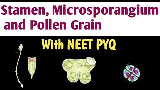 Stamen Microsporangium and Pollen grain  Sexual Reproduction in flowering plant  Biology NEET [upl. by Derrick188]