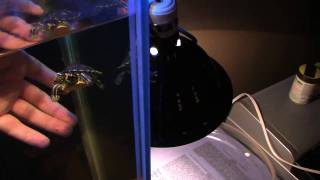 Quick and Easy way to feed your turtle outside of the tank [upl. by Orabla]