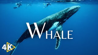 The Whale 4K UHD  Oceanic adventure with Calming Music [upl. by Rosemare]