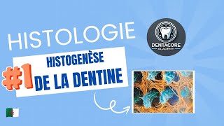 Histogenèse de la dentine I Dentinogenese 🤓 Part 1 [upl. by Wolford]