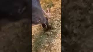 Donkey Foaling video 10 After Baby is out [upl. by Airel]