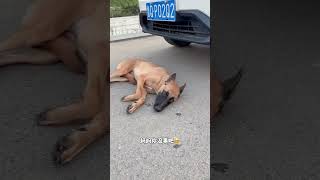 The dog was hit by a car while trying to save his owner BraveDogShowshorts [upl. by Carin733]