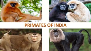 Primates of India 🐒 🇮🇳  Mammals  Indian Animals [upl. by Eisnil]