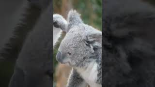 Koala Chronicles Fascinating Facts About Australias Iconic Marsupial [upl. by Brenna168]