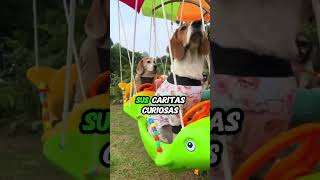 quotEstos Perritos Parecen Peces en un Carrusel ¡Demasiado Tiernos [upl. by Ehsom]