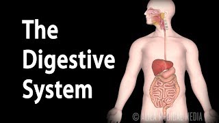 Physiology Basics the Digestive System Animation [upl. by Nalo]