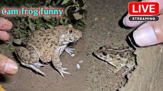 Funny frogs catching  boing boing catching froggy make you laugh [upl. by Acirema]