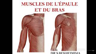 muscles de lépaule et du bras miologie [upl. by Stevenson]