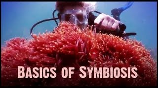 Symbiosis Mutualism Commensalism and Parasitism [upl. by Akiv]